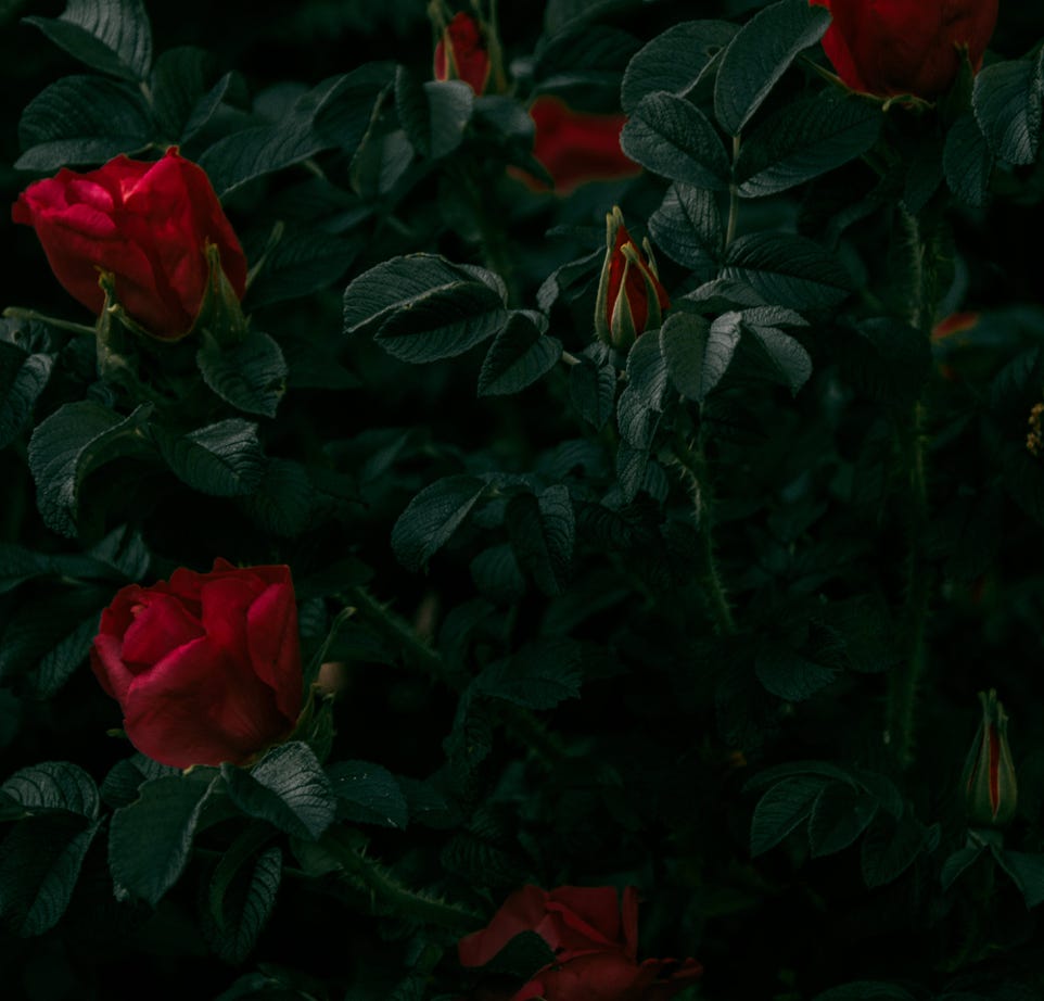 Photography of Red Rose Plant